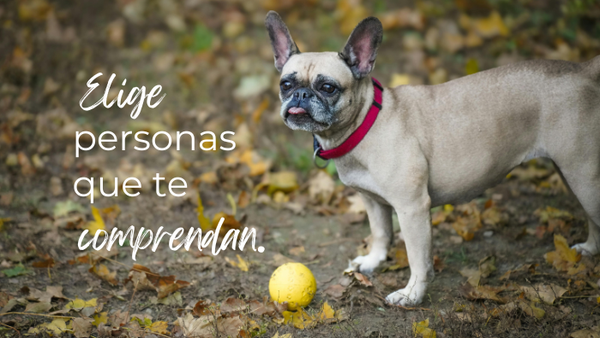 Al rodearte de personas que escuchan sin juzgar, puedes crear un espacio seguro para procesar la pérdida. Hablar con quienes entiendan la importancia de tu mascota en tu vida te permite expresar y reflexionar sin sentir la presión de “superarlo” rápidamente.
