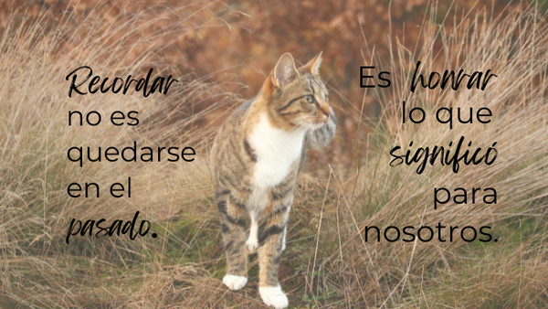 Recordar los momentos compartidos no es un retroceso; es una forma de dar sentido a lo que esta relación nos dejó. Cada vez que recordamos su presencia y sus gestos únicos, estamos integrando la experiencia de haber tenido una mascota que nos amó y a la que amamos.