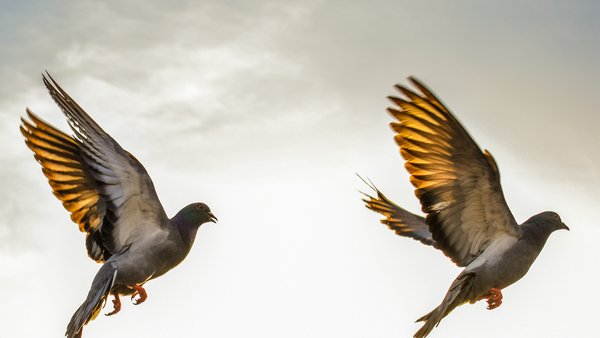 Raza Ali - Unsplash
